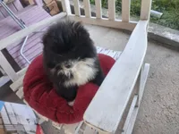 Blackbeard, a male Pomeranian for sale in Mountain Grove, MO – 2 of 2