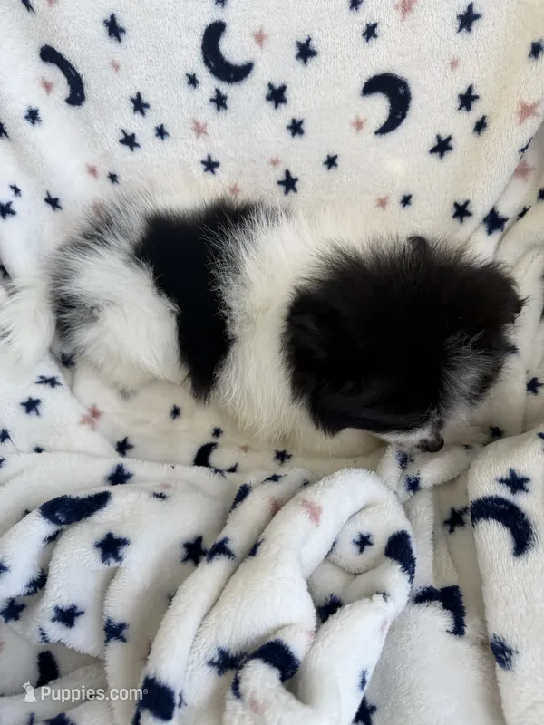 Smarty Pants – Pomeranian puppy for sale in Harker Heights, TX