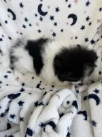 Smarty Pants, a female Pomeranian for sale in Mountain Grove, MO – 4 of 7