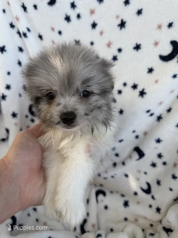 Chomper – Pomeranian puppy for sale in Harker Heights, TX