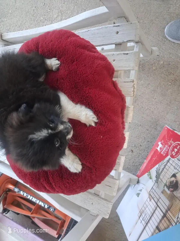 Indiana – Pomeranian puppy for sale in Mountain Grove, MO