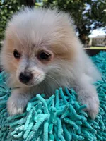 Misty, a female Pomeranian for sale in Mountain Grove, MO – 3 of 5