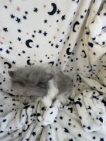 Chomper, a  Pomeranian for sale in Harker Heights, TX – 3 of 5