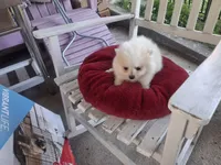 Cloud, a male Pomeranian for sale in Harker Heights, TX – 2 of 2