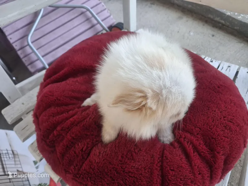 Cloud – Pomeranian puppy for sale in Harker Heights, TX