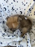 Brownie, a  Pomeranian for sale in Mountain Grove, MO – 4 of 5