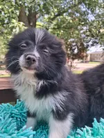 Indiana, a female Pomeranian for sale in Mountain Grove, MO – 3 of 5