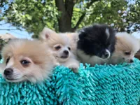 Cloud, a male Pomeranian for sale in Mountain Grove, MO – 5 of 6