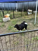 Mindiana Jones, a female Pomeranian for sale in Mountain Grove, MO – 3 of 6