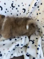 Brownie, a  Pomeranian for sale in Mountain Grove, MO – 5 of 5