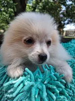 Cloud, a male Pomeranian for sale in Mountain Grove, MO – 3 of 6