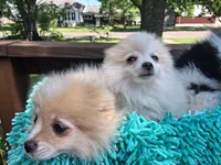 Misty, a female Pomeranian for sale in Mountain Grove, MO – 4 of 5