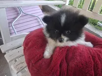Spot, a male Pomeranian for sale in Mountain Grove, MO – 2 of 2