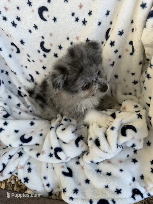 shadow – Pomeranian puppy for sale in Harker Heights, TX