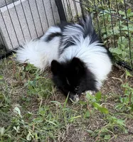 Barney, a male Pomeranian for sale in Mountain Grove, MO – 2 of 5