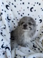 shadow, a  Pomeranian for sale in Harker Heights, TX – 3 of 6