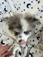 Zeus , a male Pomeranian for sale in Harker Heights, TX – 3 of 6