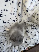 Chomper, a  Pomeranian for sale in Harker Heights, TX – 2 of 5