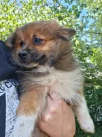 Cappuccino, a female Pomeranian for sale in Mountain Grove, MO – 3 of 6
