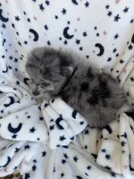 shadow, a  Pomeranian for sale in Harker Heights, TX – 2 of 6