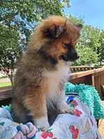 Cappuccino, a female Pomeranian for sale in Mountain Grove, MO – 5 of 6