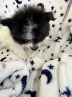 Sophia, a female Pomeranian for sale in Mountain Grove, MO – 2 of 7