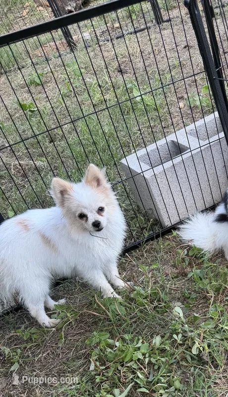 Cloud Dancer – Pomeranian puppy for sale in Mountain Grove, MO