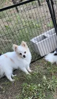 Cloud Dancer, a male Pomeranian for sale in Mountain Grove, MO – 1 of 4