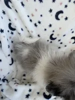 Chomper, a  Pomeranian for sale in Harker Heights, TX – 4 of 5