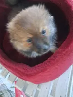 Cappuccino, a female Pomeranian for sale in Harker Heights, TX – 2 of 2