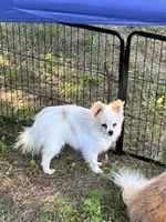 Cloud Dancer, a male Pomeranian for sale in Mountain Grove, MO – 2 of 4
