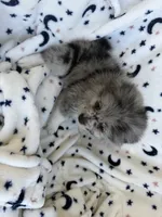 shadow, a  Pomeranian for sale in Harker Heights, TX – 5 of 6