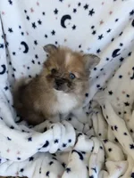 Brownie, a  Pomeranian for sale in Mountain Grove, MO – 2 of 5