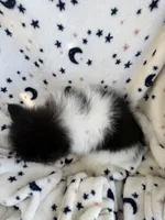 Sophia, a female Pomeranian for sale in Harker Heights, TX – 5 of 5