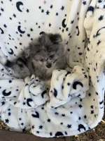 shadow, a  Pomeranian for sale in Harker Heights, TX – 4 of 6