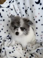 Zeus , a male Pomeranian for sale in Harker Heights, TX – 5 of 6