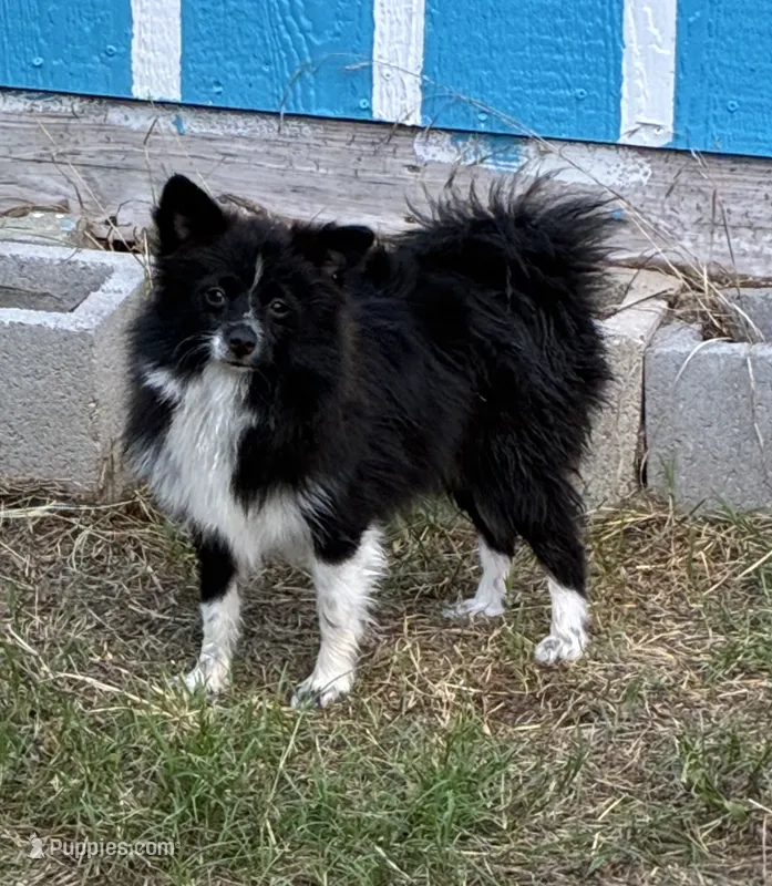 Mindiana Jones – Pomeranian puppy for sale in Harker Heights, TX