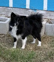 Mindiana Jones, a female Pomeranian for sale in Mountain Grove, MO – 4 of 6
