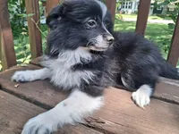 Indiana, a female Pomeranian for sale in Mountain Grove, MO – 5 of 5
