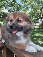 Cappuccino, a female Pomeranian for sale in Mountain Grove, MO – 6 of 6