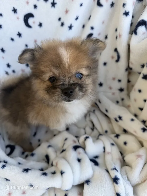 Brownie – Pomeranian puppy for sale in Mountain Grove, MO