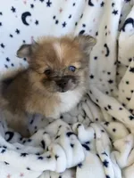 Brownie, a  Pomeranian for sale in Mountain Grove, MO – 1 of 5
