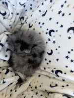 shadow, a  Pomeranian for sale in Harker Heights, TX – 6 of 6