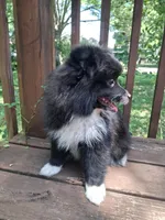 Blackbeard, a male Pomeranian for sale in Mountain Grove, MO – 4 of 4