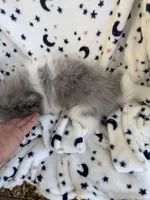 Chomper, a  Pomeranian for sale in Harker Heights, TX – 5 of 5