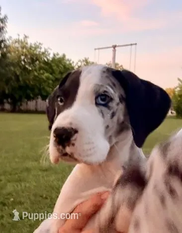 Jack Jack – Great Dane puppy for sale in Gilbert, AZ