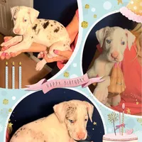 Violet, a female Great Dane for sale in Gilbert, AZ – Photo 9 of 9