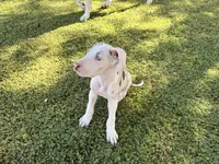 Violet, a female Great Dane for sale in Gilbert, AZ – Photo 4 of 9