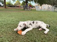 Violet, a female Great Dane for sale in Gilbert, AZ – Photo 8 of 9