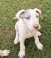 Violet, a female Great Dane for sale in Gilbert, AZ – Photo 1 of 9